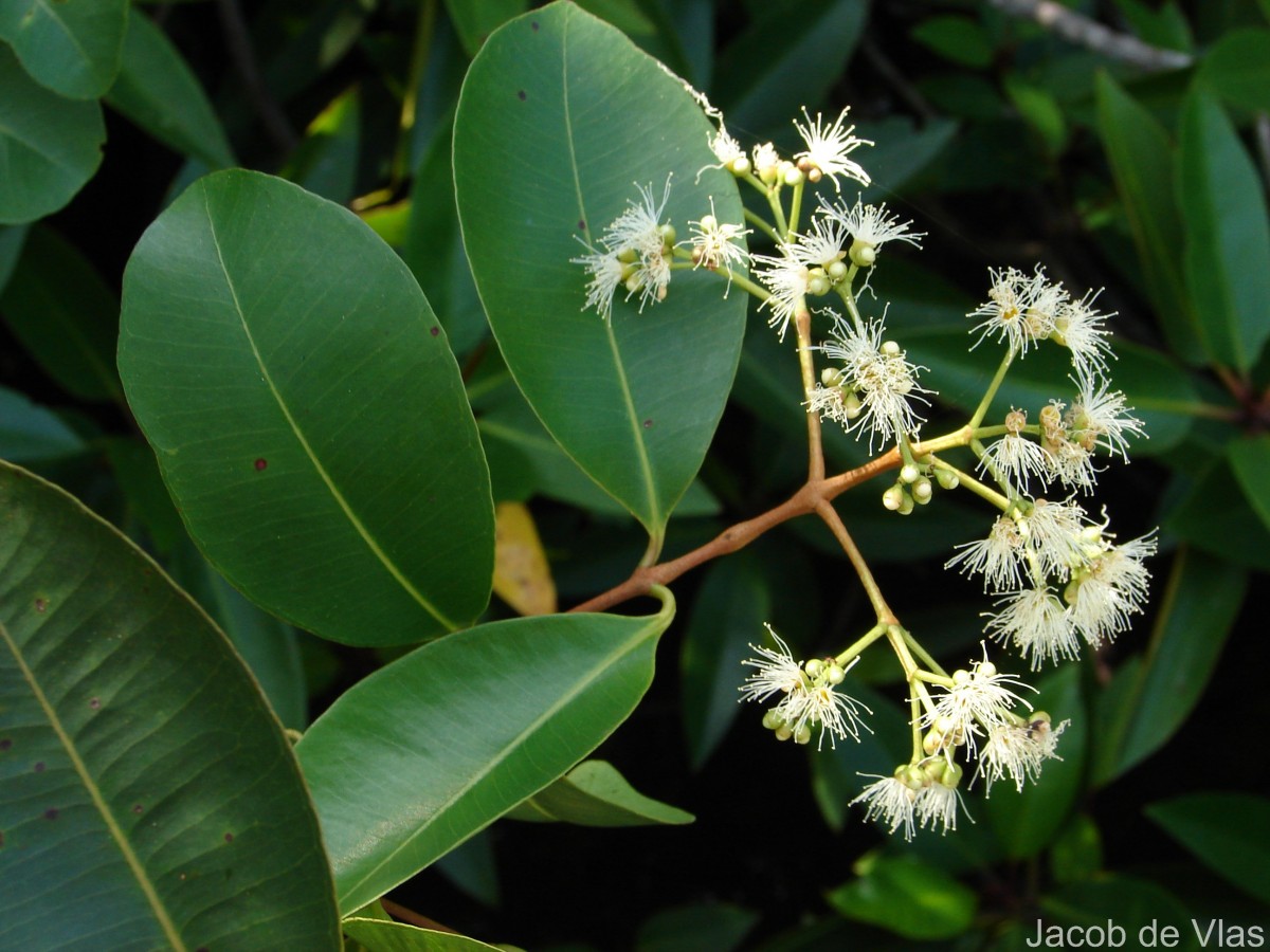 Syzygium caryophyllatum (L.) Alston